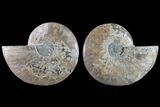 Agatized Ammonite Fossil - Crystal Filled Chambers #148023-1